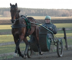 Maharajah i januari 2009 där Stefan får hålla ett rejält tag i tömmarna. Foto; A.Lindblom/Travkompaniet